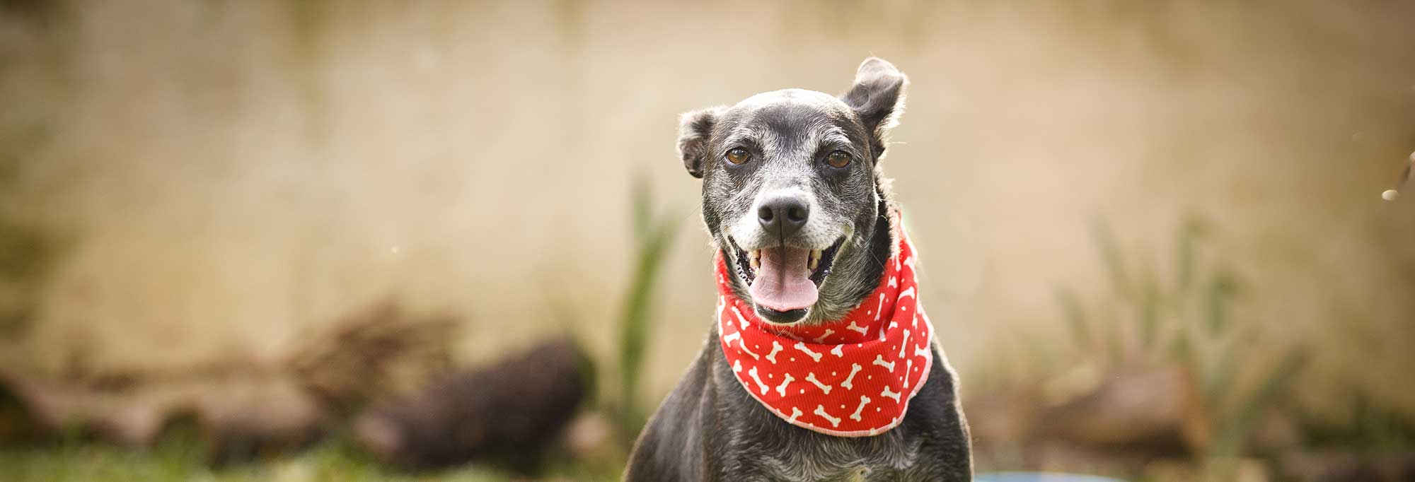 An older dog standing in a field